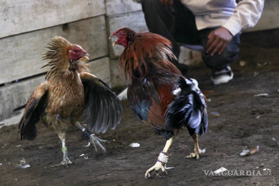 $!‘Soy protectora de animales’: Claudia Sheinbaum se pronuncia ante controversial ley que prohíbe peleas de gallos en Sonora