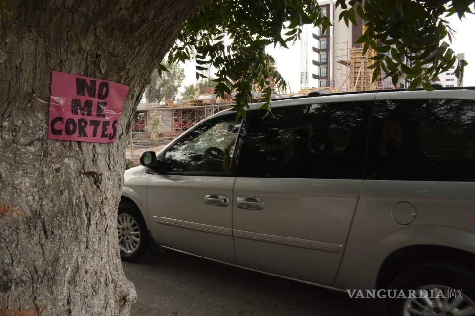 $!La Dirección de Medio Ambiente del Municipio de Saltillo aseguró que no hay intenciones ni peticiones de cortar el árbol.