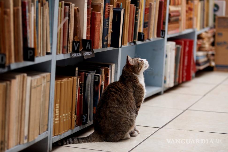 $!un gato en la librería el Tomo Suelto, en la Ciudad de México (México). EFE/José Méndez
