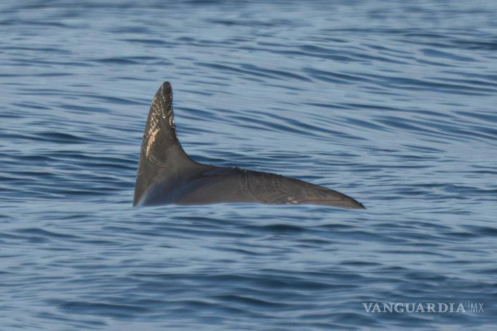$!En esta fotografía cortesía de la sociedad de conservación de Sea Shepherd, una vaquita marina nada en el Golfo de California, en México, el 20 de mayo de 2023.