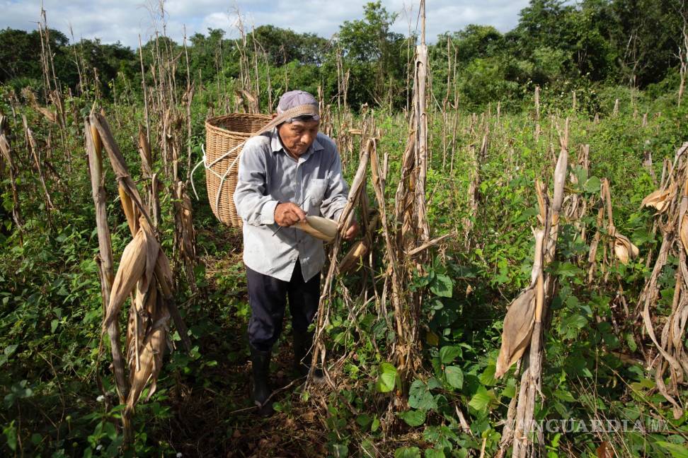 $!El granjero Pedro Poot cosecha maíz cultivado en Xoy, Yucatán. Poot es uno de varios agricultores que proporciona el maíz tradicional a la destilería Gran Maizal.