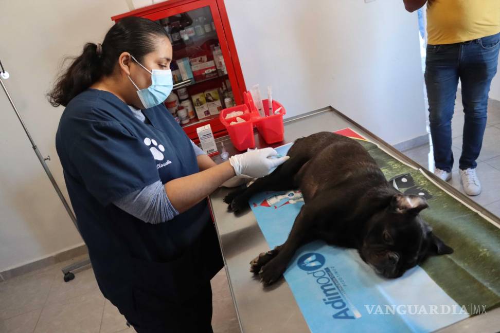 $!La doctora Claudia Vega acompañó al can en todo el tratamiento.