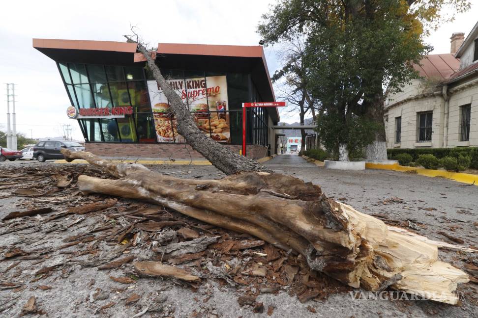 $!Árbol cae sobre restaurante en plaza comercial de Saltillo