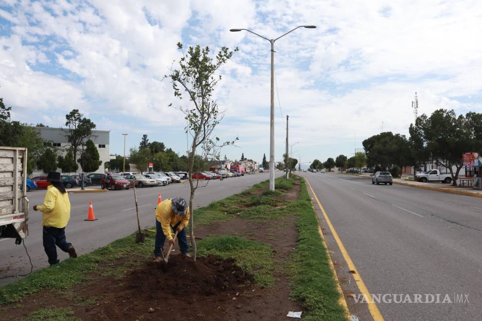 $!Personal de Medio Ambiente reforestó el bulevar Antonio Cárdenas con encinos y plantas de ornato para mejorar el entorno urbano.