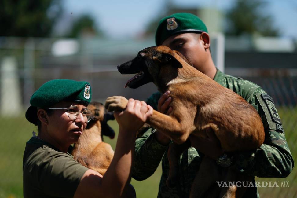 $!Una veterinaria inspecciona la pata de un cachorro de pastor belga malinois tras una sesión de entrenamiento para convertirse en perro de rescate o rastreo.