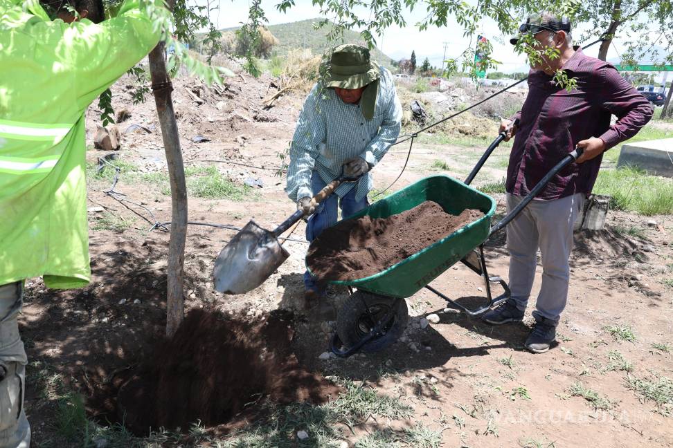 $!Saltillo refuerza reforestación y acciones de mejoramiento urbano en distintos sectores de la ciudad