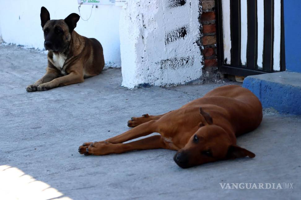 $!Gran número de perritos se encuentra sin hogar en las calles de Coahuila.