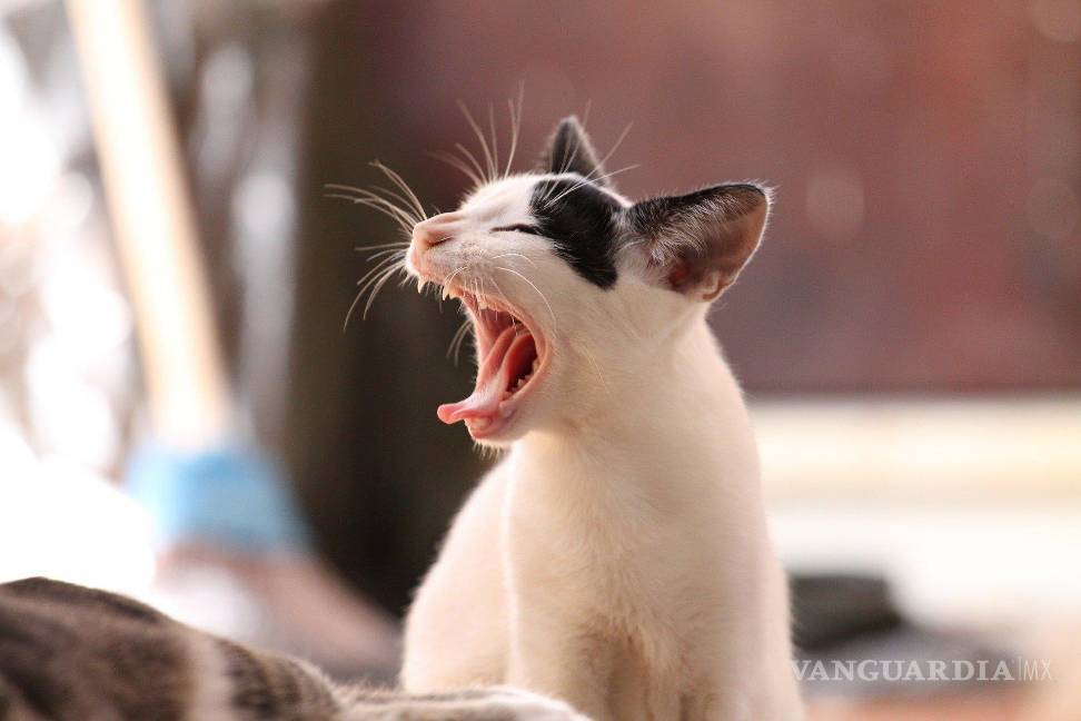 $!Día Internacional del Gato ¿por qué lo celebramos el 20 de febrero?