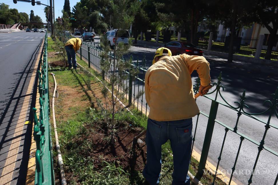 $!Se refuerzan las labores de jardinería en el camellón del bulevar Venustiano Carranza, como parte de la estrategia de embellecimiento urbano.