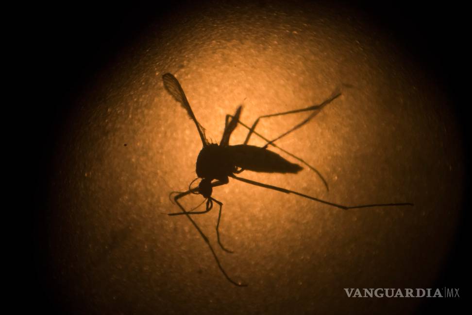 Reporta Nueva York cinco casos de zika