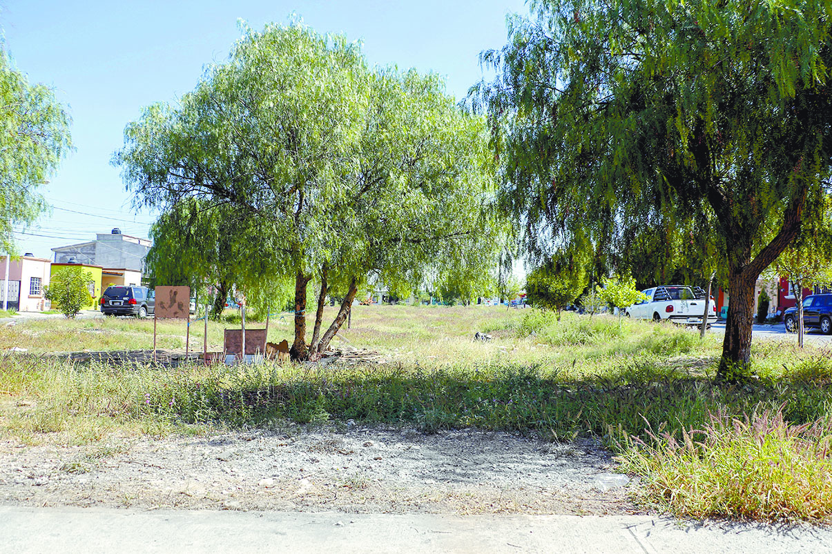 $!Científica recomienda plantar árboles en la 'selva de concreto' de Saltillo, para combatir el cambio climático