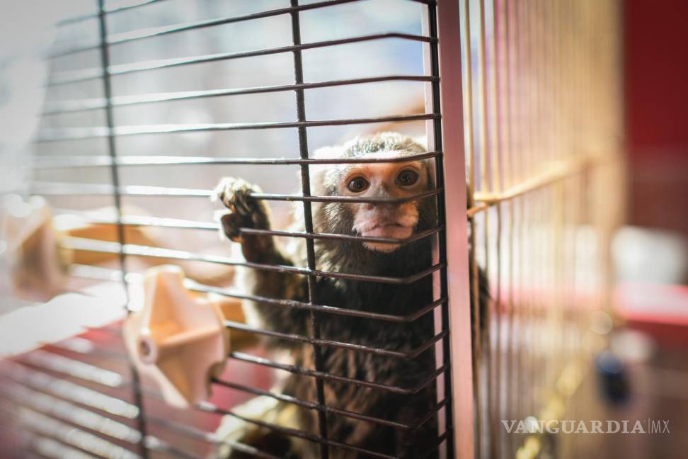 $!Un tití común se muestra dentro de una jaula en un café de animales en Tokio