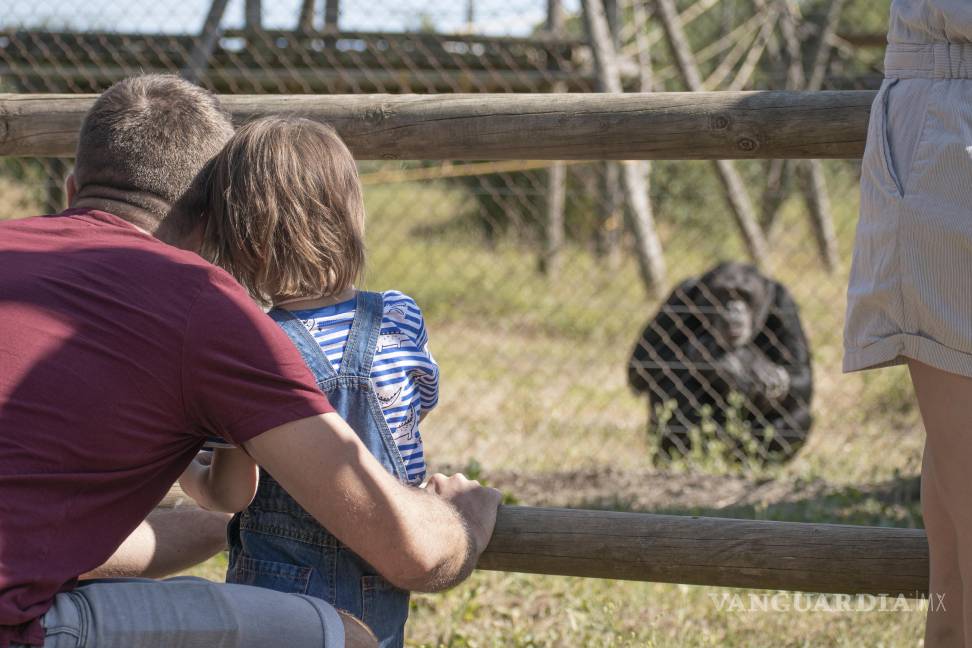 $!Participar en familia en una visita guiada en un refugio de chimpancés y macacos rescatados, es una experiencia educativa que despierta conciencias.