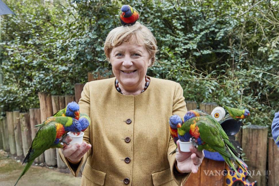 $!La canciller alemana, Angela Merkel, alimenta a los loritos australianos en Marlow Bird Park en Marlow, Alemania. AP/Georg Wendt/dpa