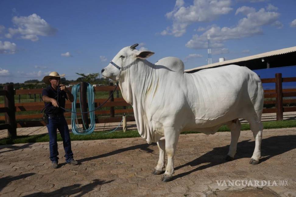 $!Viatina-19 es el producto de años de esfuerzos para criar vacas más carnosas, y es la más la más cara jamás vendida en una subasta, según Guinness World Records