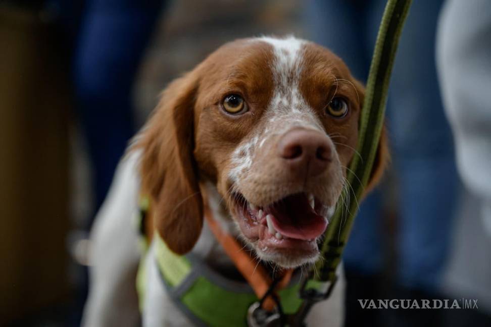 $!La estrategia implementada fue evaluada por un comité integrado por instituciones de prestigio nacional e internacional, bajo criterios técnicos y de transparencia.