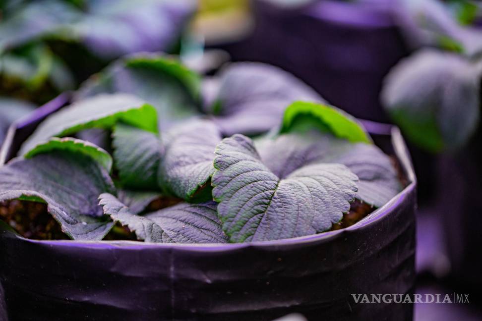 Leo Lobato Kelly: Legado por un futuro sin hambre