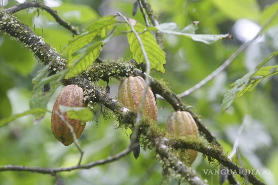 $!Considerado como el oro marrón, el cacao ha sido durante siglos una fuente de riqueza y sustento sobre todo para los países productores de África y de AL.