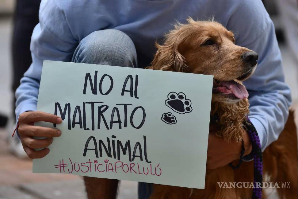 $!Usuarios y voluntarios comparten, difunden y colaboran para salvar animales en situación crítica.