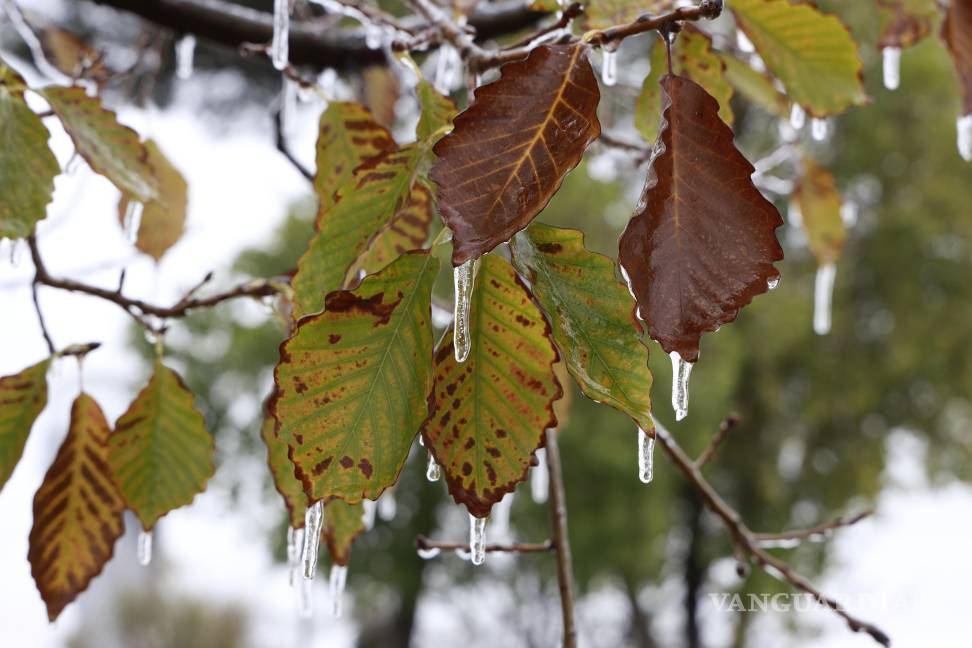 $!El follaje de plazas y parques del sur de la ciudad, amaneció cubierto con una capa de hielo.