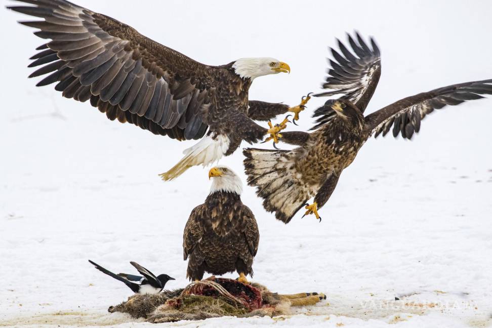 $!Águilas calvas compiten por el cadáver de un venado en Montana. AP/Estelle Shuttleworth