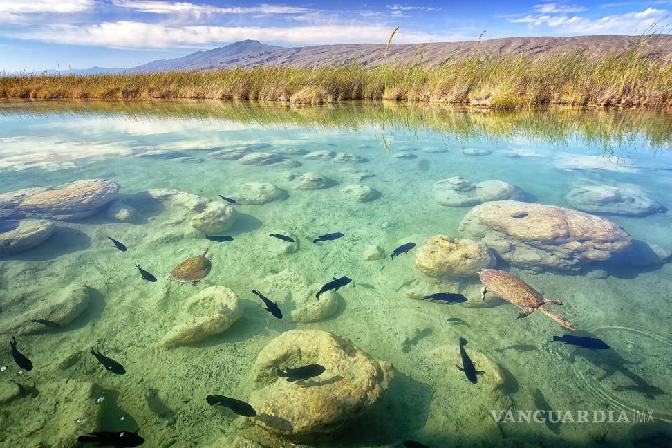 $!Presenta Daniel Bates Hurtado el ‘Desierto vivo’ de Coahuila