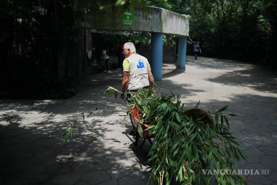 $!El cuidador del zoológico Joel Frias Manríquez jala una carretilla llena de ramas de bambú para Xin Xin, una panda mexicana de 35 años.