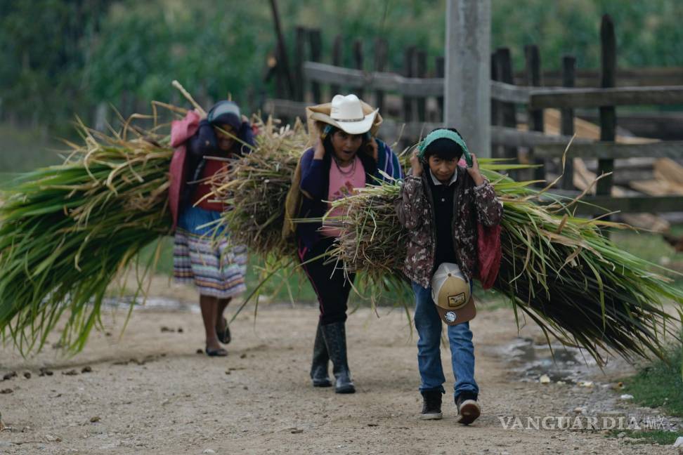 $!Una familia carga haces de hierba recién cortada en Plan de Ayala, un pueblo tojolabal en la localidad de Las Margaritas del estado de Chiapas, México.