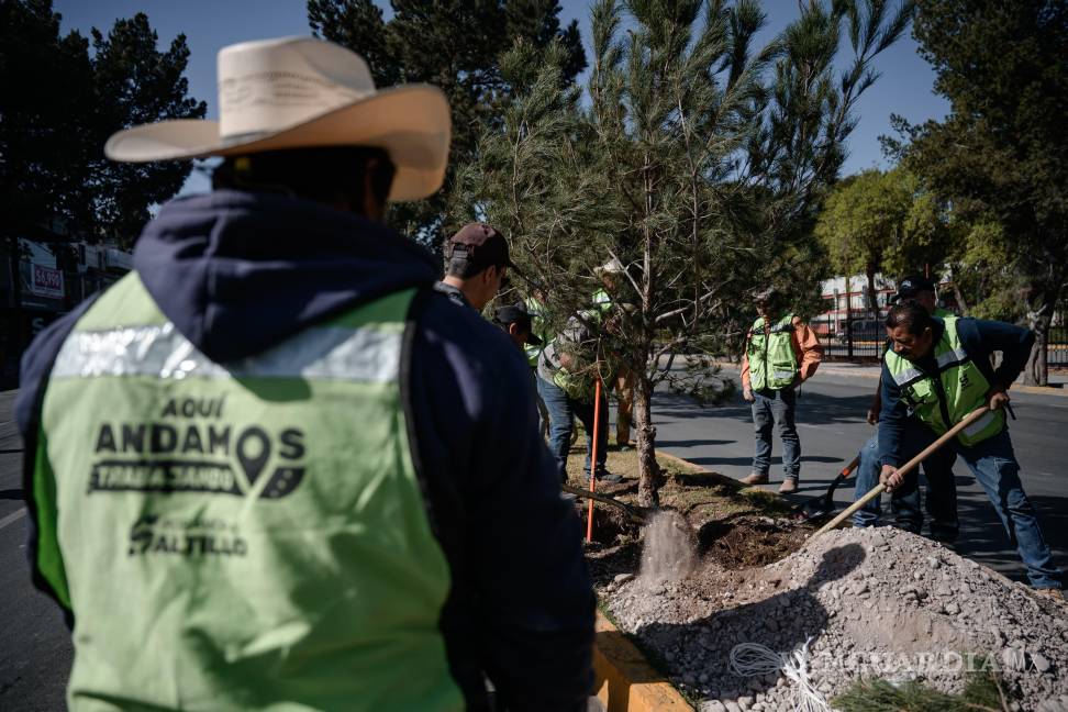 $!Personal de Medio Ambiente y Espacios Urbanos plantó 15 pinos eldáricos en el camellón del bulevar Venustiano Carranza, reforzando la reforestación en la ciudad.