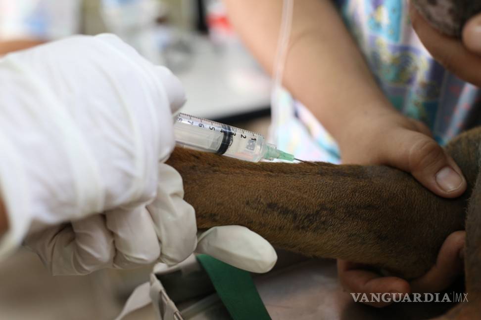 $!Ofrecen tratamientos de quimioterapia a bajo costo para perros de Monclova