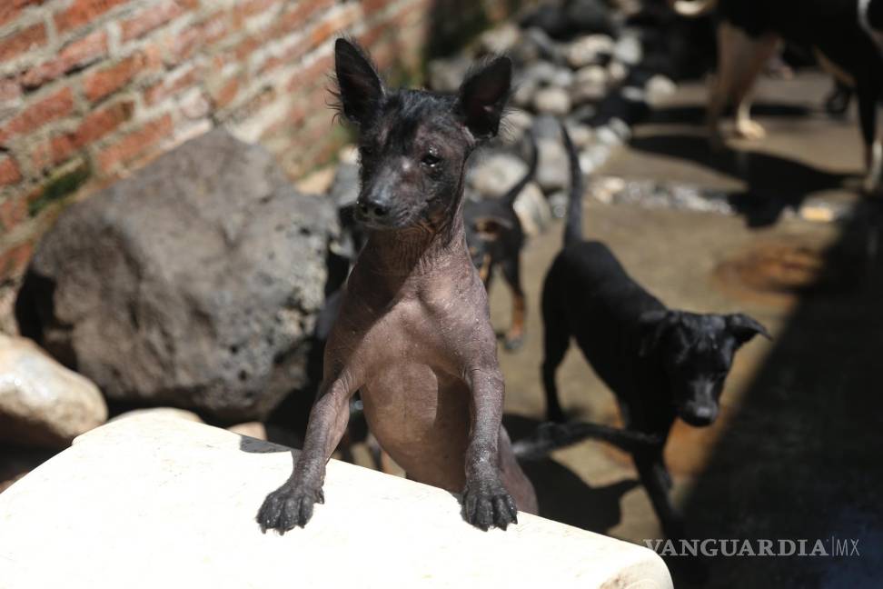 $!Fotografía de un cachorro de la raza Xoloitzcuintle en el criadero Xolos Tarango en Ciudad de México (México). EFE/Sáshenka Gutiérrez