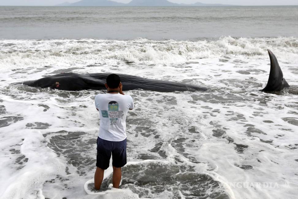 $!Un hombre fotografía el cuerpo de una ballena muerta en la Playa Alue Naga, en Banda Aceh, Indonesia. EFE/Hotli Simanjuntak