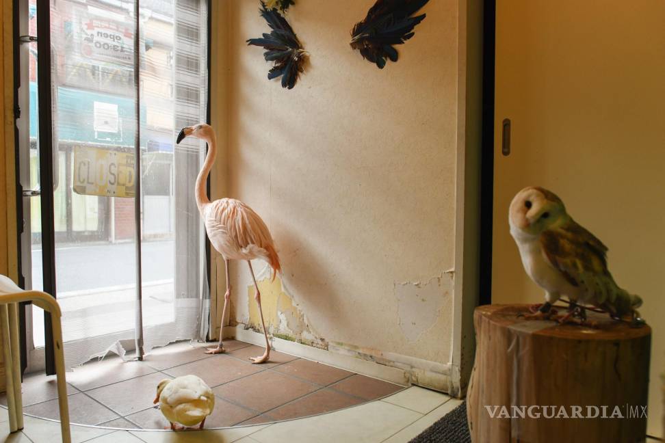 $!Un flamenco, un pato y un búho en un café de animales en Nagoya, Japón