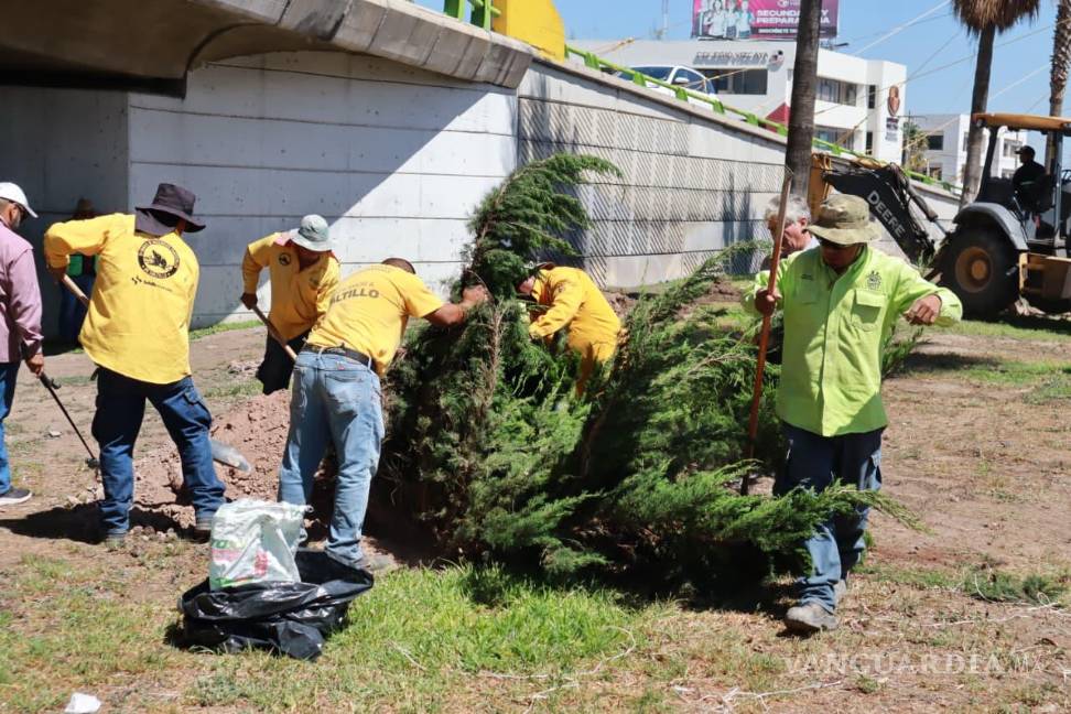 $!Más de 9 mil 770 plantas y árboles han sido sembrados en Saltillo en lo que va del año.