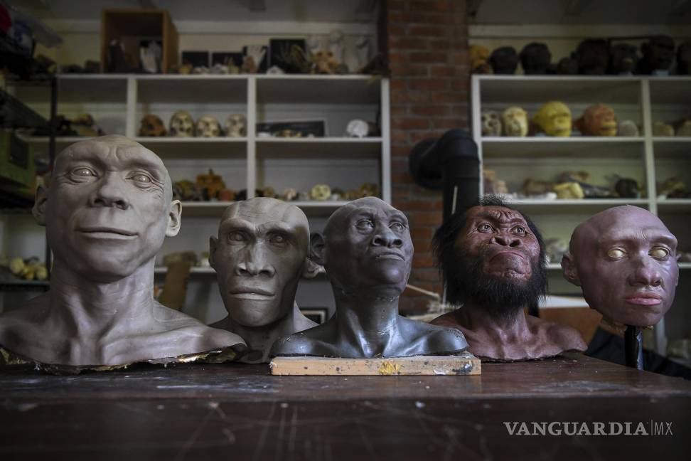 $!Bustos de neandertales y homínidos se alinean sobre una mesa en el estudio del paleoartista John Gurche en Trumansburg, Nueva York.