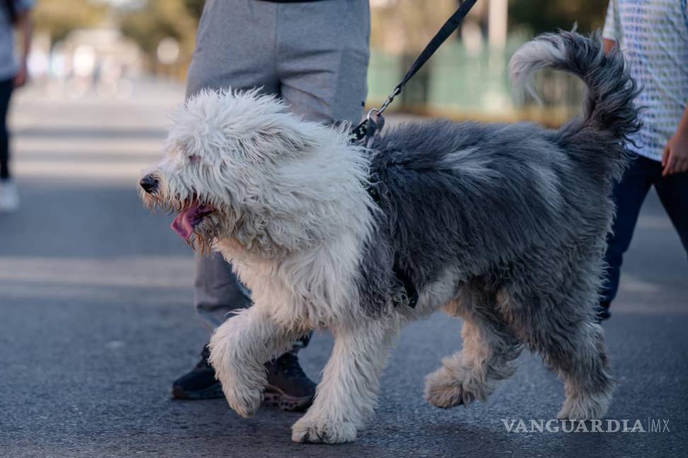 $!El pelaje de los animales funciona como una barrera natural contra el frío, por lo que se recomienda no cortarlo durante la temporada invernal.