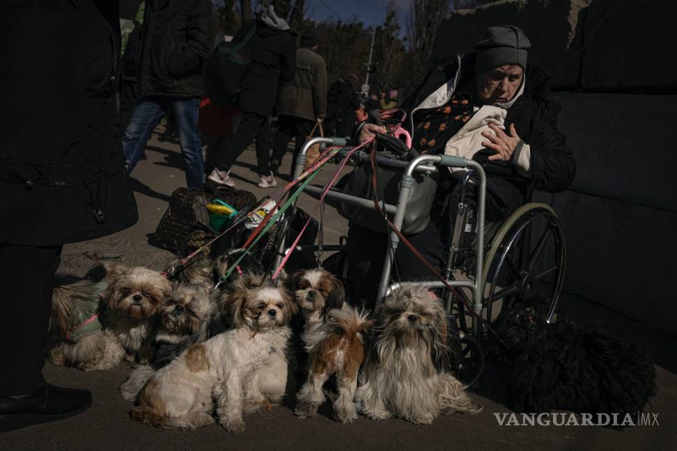 $!Antonina, de 84 años, sentada en una silla de ruedas tras ser evacuada junto a sus 12 perros desde Irpin, en un puesto de evaluación en Kiev, Ucrania.
