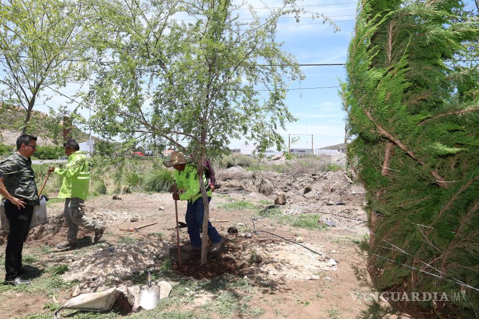 $!La Calzada Antonio Narro recibió encinos siempreverde de más de cuatro metros de altura, con lo que se busca incrementar la cobertura vegetal y embellecer una de las principales vialidades al sur de la ciudad.