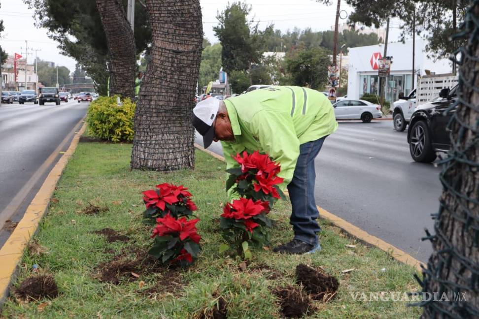 $!Brigadas del programa “Aquí Andamos” y personal de Medio Ambiente retiraron maleza y colocaron nochebuenas en vialidades clave.
