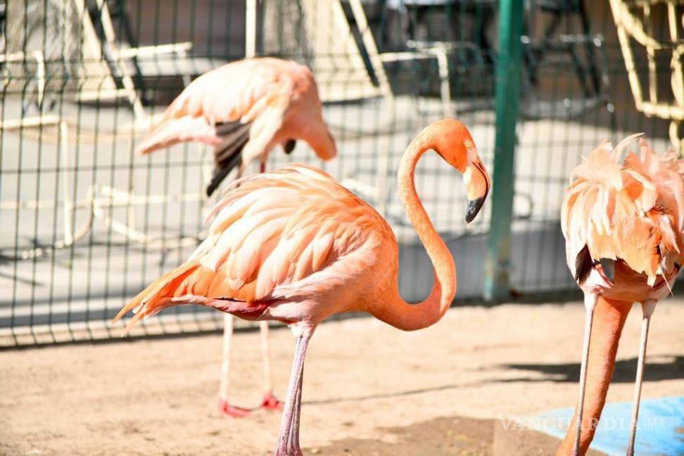 $!Hay una gran variedad de especies, que viven en entornos que les son amables.