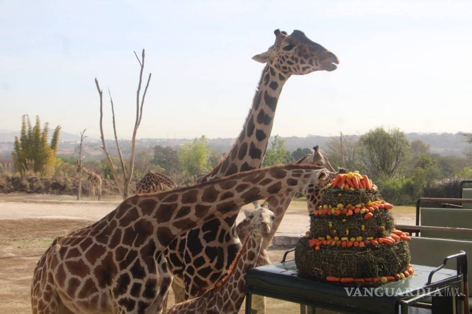 $!La jirafa Benito comparte su pastel de bienvenida con su nueva manada. Benito tiene una cola larga y manchas oscuras, permitiendo que sea fácil de identificarlo