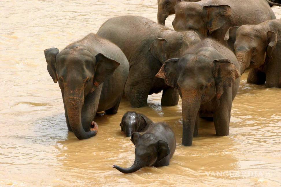 $!Elefantes disfrutan de su baño diario en el río cerca del orfelinato de elefantes Pinnawela en Sri Lanka. EFE/M.A. Pushpa Kumara