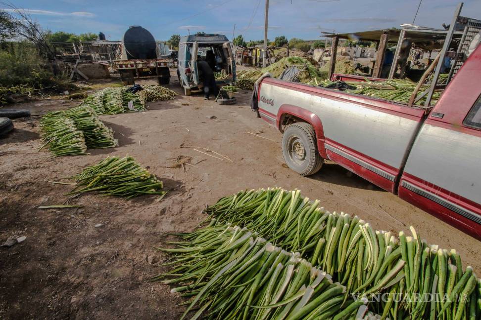 $!Lechuguilla, sobreviviente del desierto
