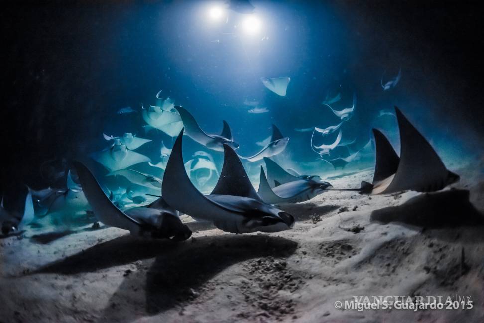 $!Miguel Guajardo Captando las maravillas del mar