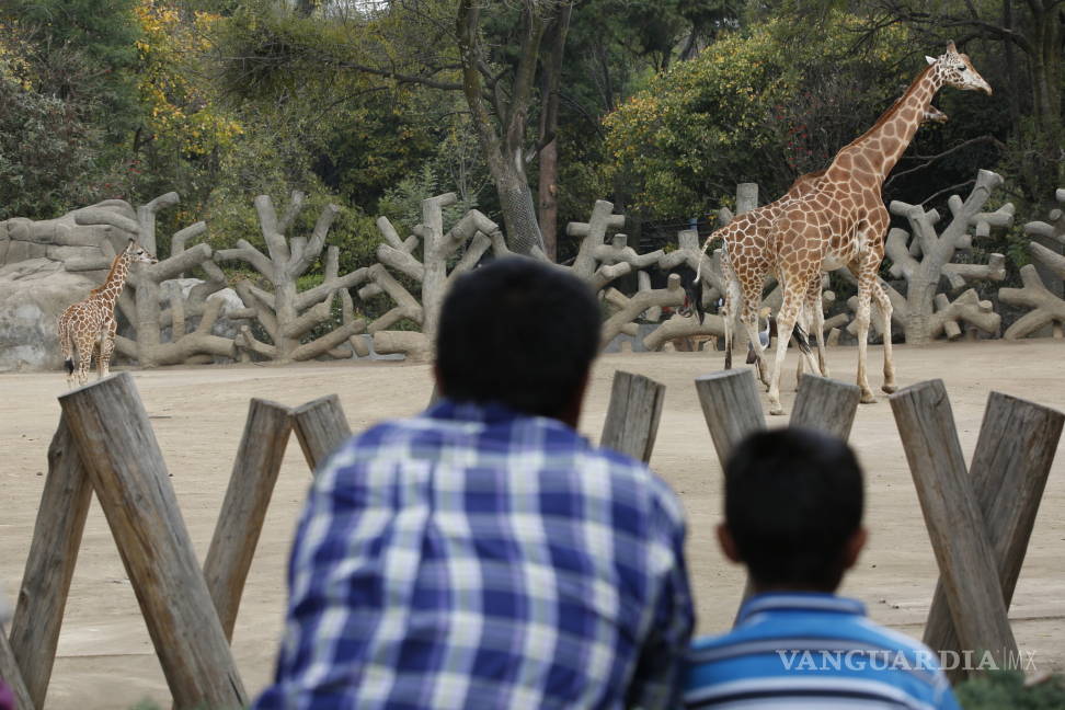 $!Jirafa bebé nueva inquilina del zoológico de Chapultepec busca que le pongas un nombre