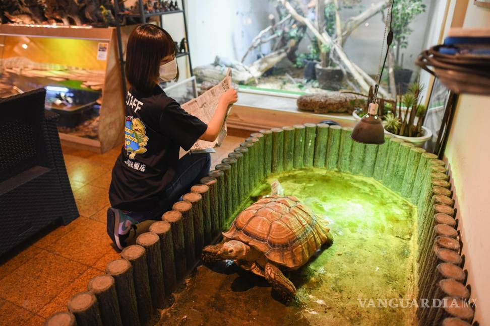 $!Un miembro del personal limpia el espacio de una tortuga estimulada africana en Funny Creature Forest en Kioto, Japón
