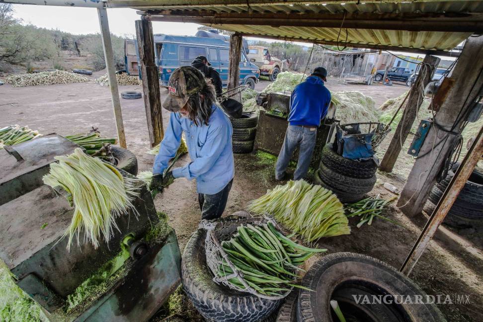 $!Lechuguilla, sobreviviente del desierto