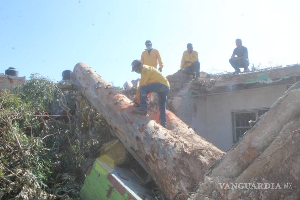 $!Siguen los trabajos para retirar árboles caídos en viviendas tras tromba en San Pedro, Coahuila