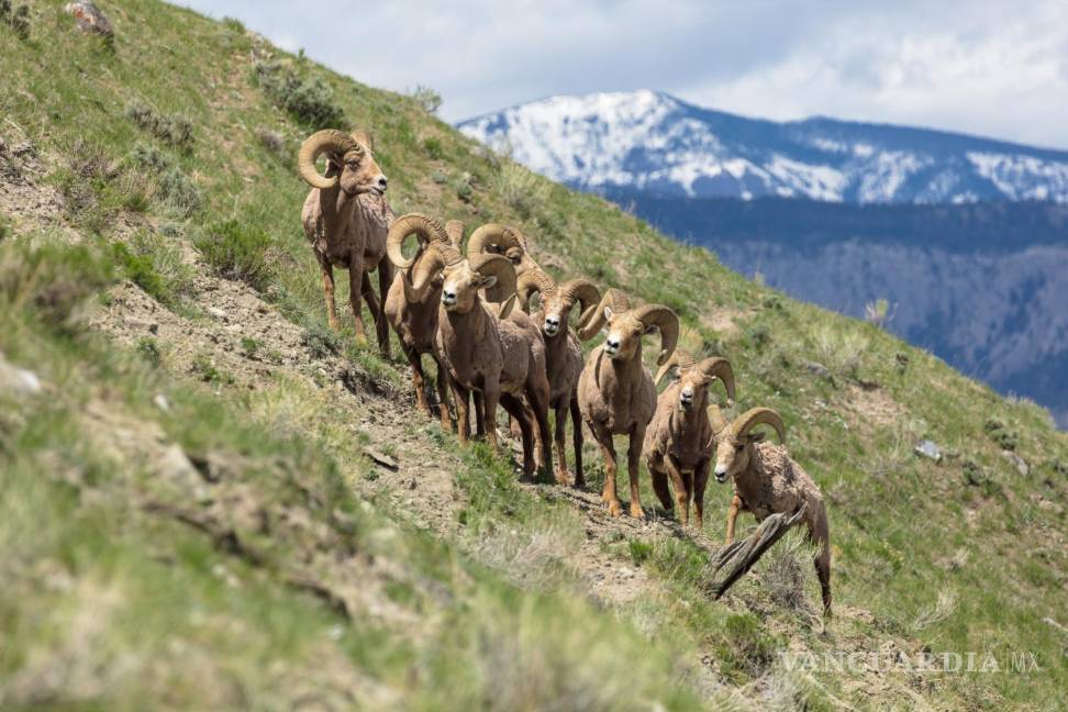 $!El Parque reúne a una gran variedad de especies de animales salvajes. EFE/National Park Service