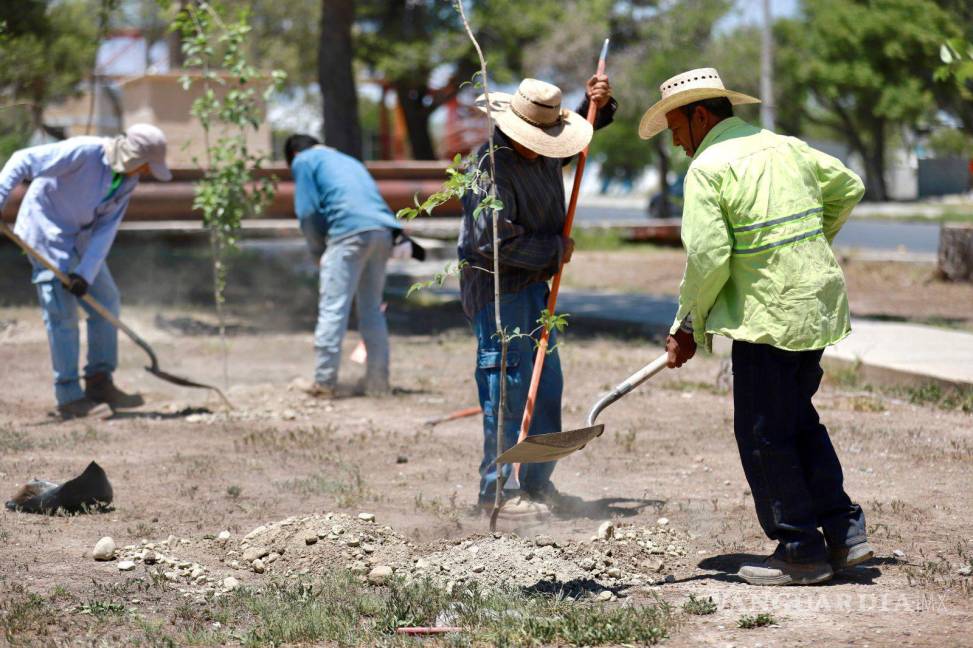 $!Se plantarán 8 mil árboles y plantas en plazas públicas e instituciones educativas, sumándose a los 28 mil ya plantados en áreas verdes municipales durante esta administración, dijo Chema Fraustro.